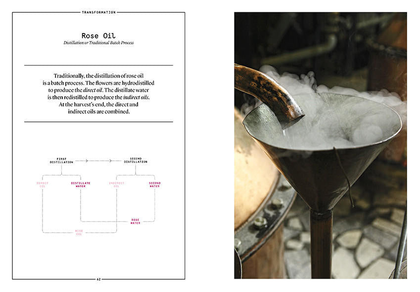 Nez- The Olfactory Magazine NEZ Damask Rose in Perfumery
