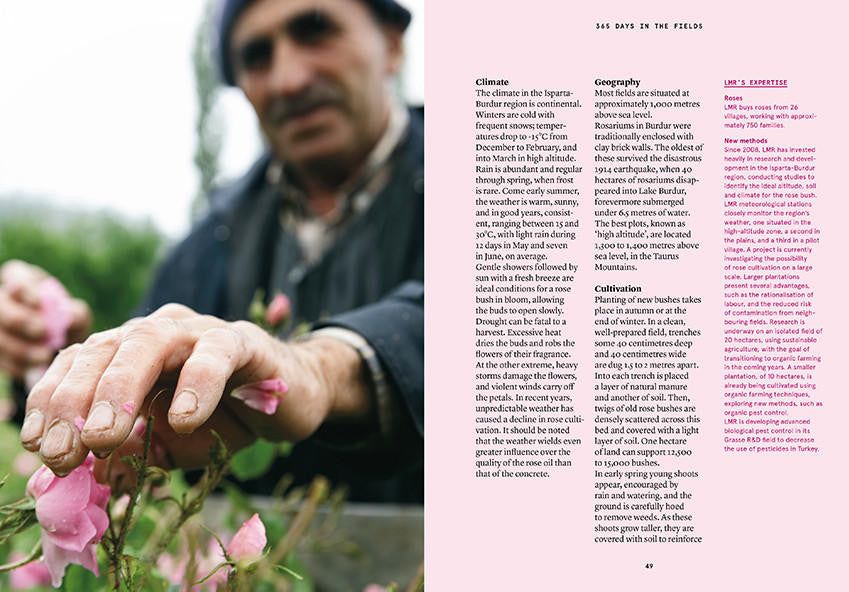 Nez- The Olfactory Magazine NEZ Damask Rose in Perfumery