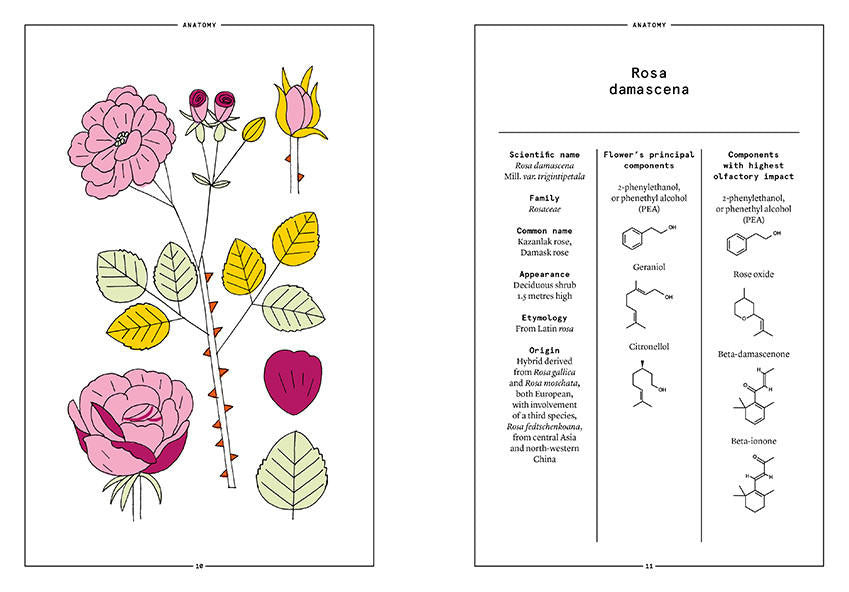 Nez- The Olfactory Magazine NEZ Damask Rose in Perfumery