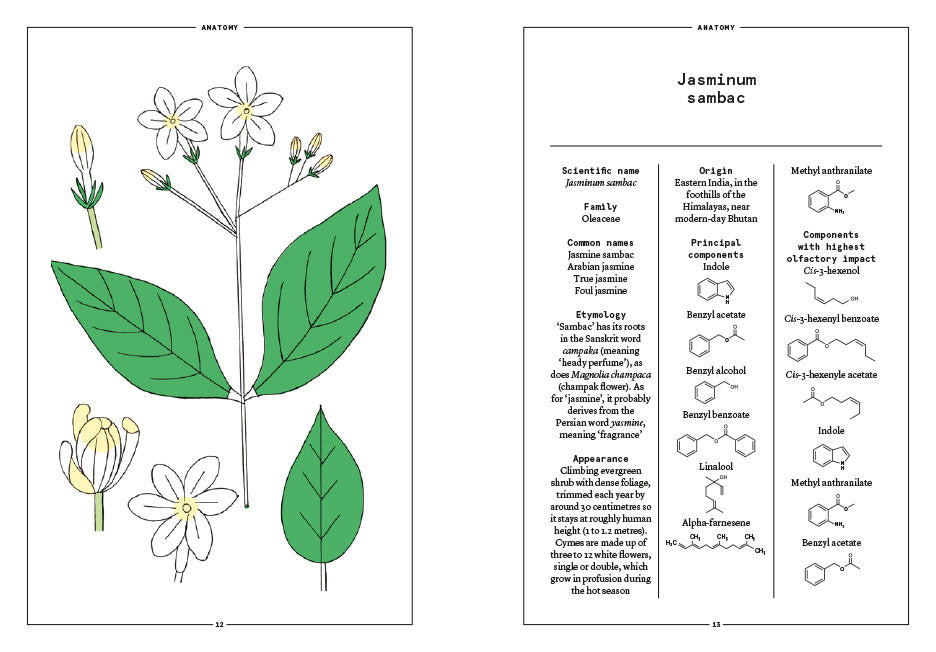 Nez- The Olfactory Magazine NEZ Jasmine Sambac in Perfumery