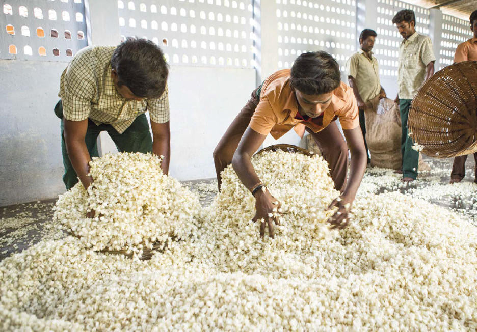 Nez- The Olfactory Magazine NEZ Jasmine Sambac in Perfumery