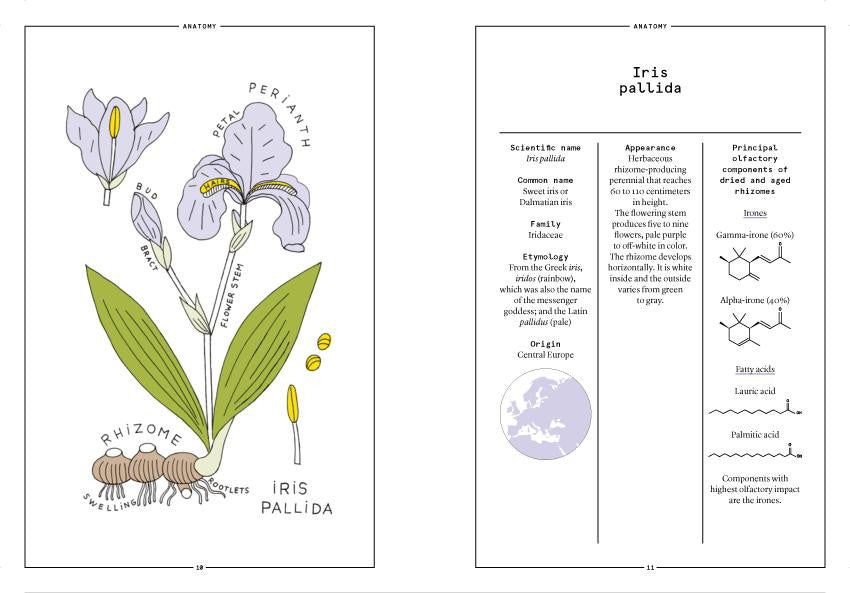 Nez- The Olfactory Magazine NEZ Orris in Perfumery