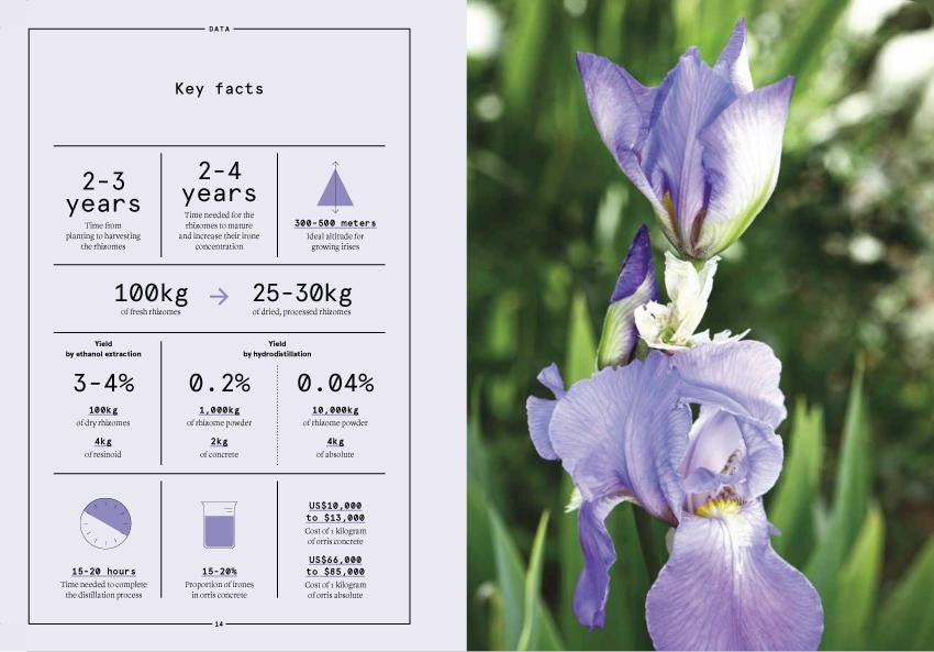 Nez- The Olfactory Magazine NEZ Orris in Perfumery