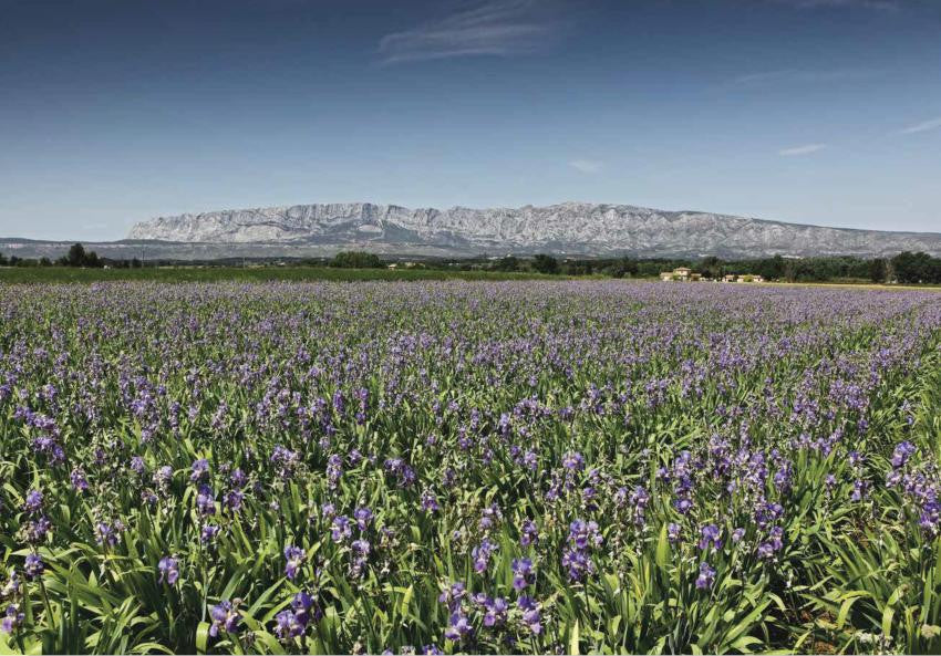 Nez- The Olfactory Magazine NEZ Orris in Perfumery