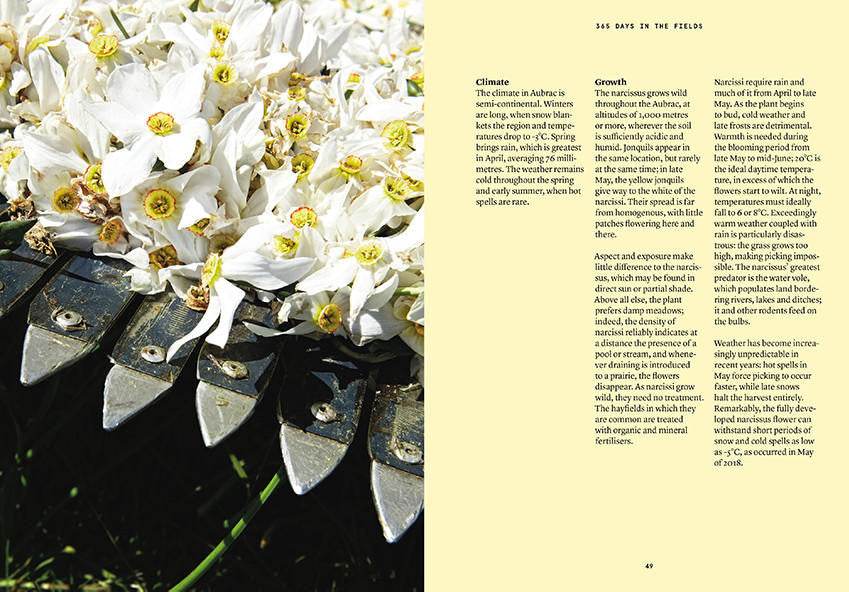 Nez- The Olfactory Magazine NEZ The Narcissus in Perfumery