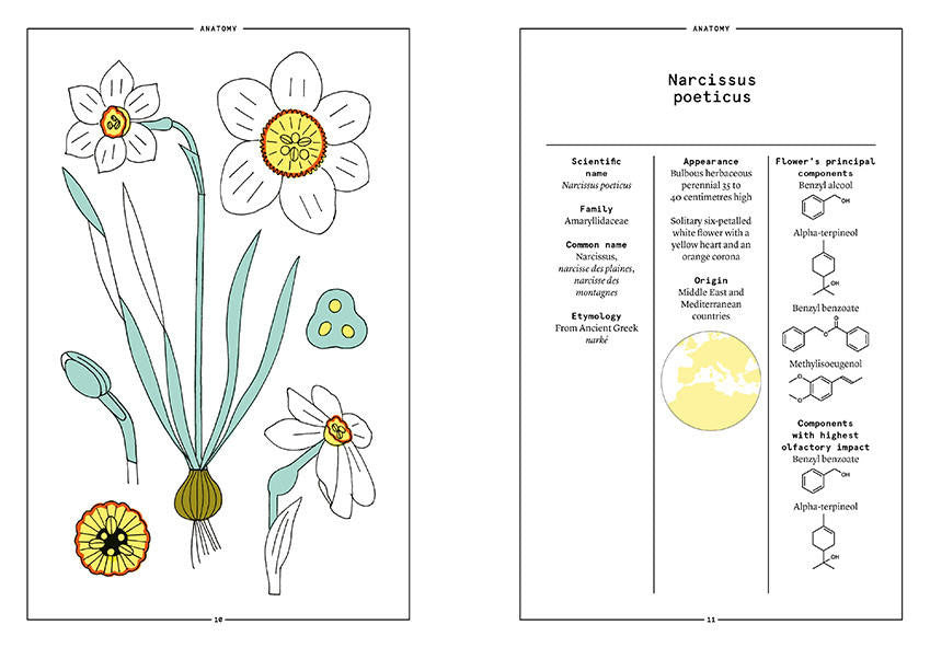 Nez- The Olfactory Magazine NEZ The Narcissus in Perfumery