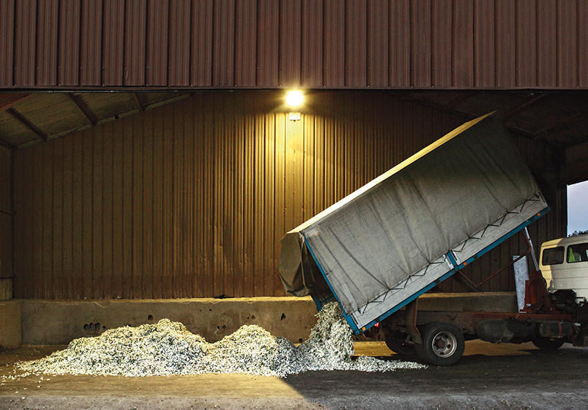 Nez- The Olfactory Magazine NEZ The Narcissus in Perfumery