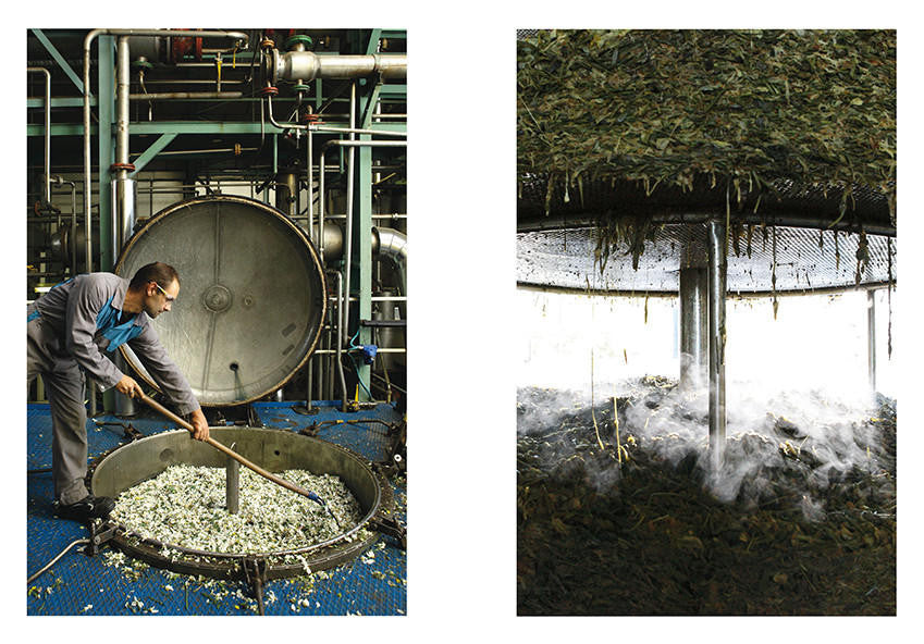 Nez- The Olfactory Magazine NEZ The Narcissus in Perfumery