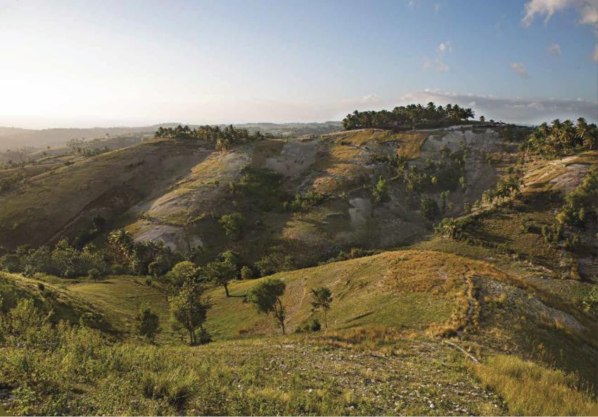 Nez- The Olfactory Magazine NEZ Vetiver in Perfumery