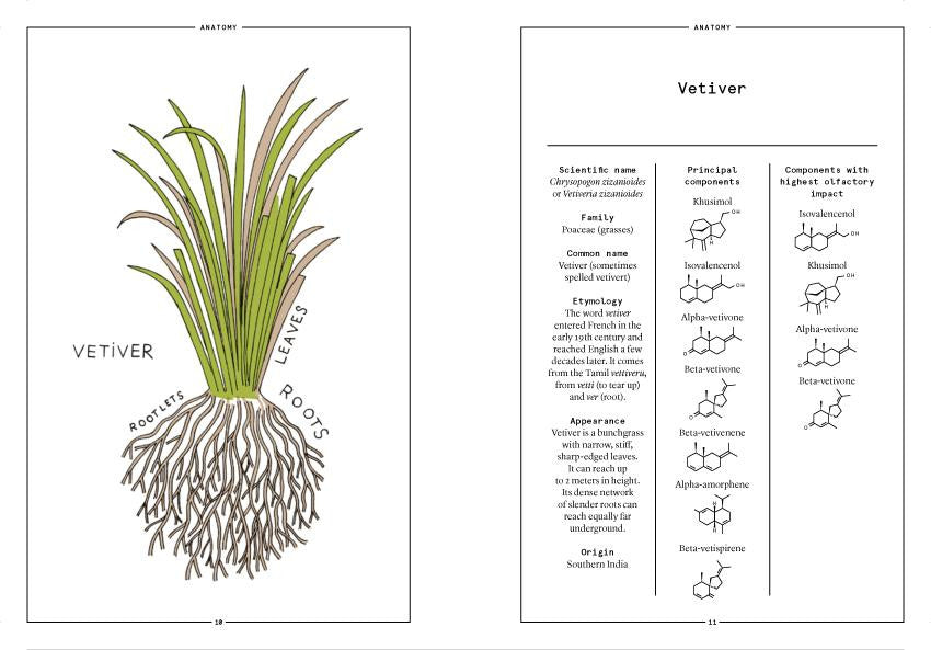 Nez- The Olfactory Magazine NEZ Vetiver in Perfumery