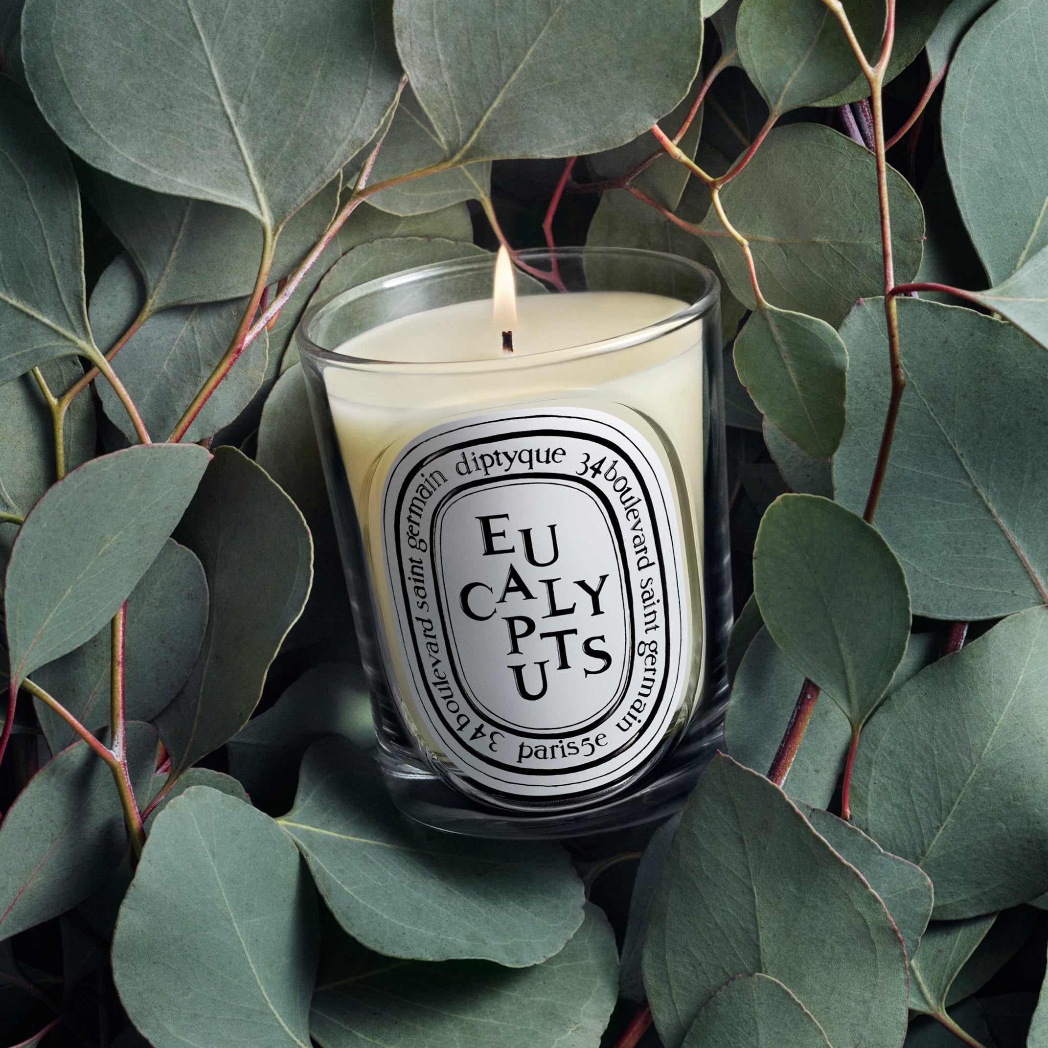 Diptyque Eucalyptus Candle 6.5oz | Eucalyptus & Warm Woods – ZGO