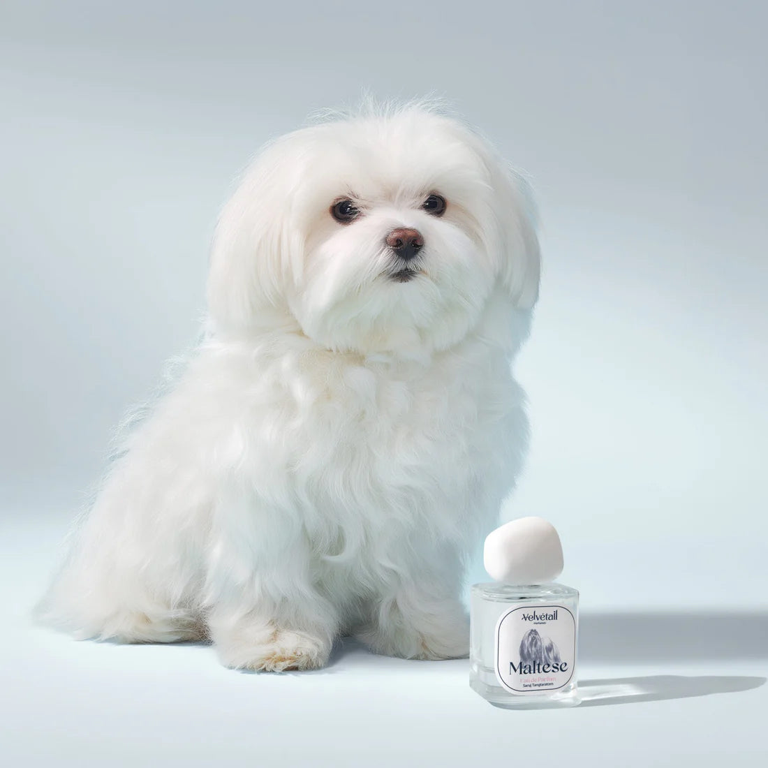 Velvétail Maltese Eau de Parfum | Soft Floral Musk – ZGO Perfumery
